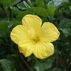 Yellow Tropical Hibiscus Tree -Lanscapes Store Tropical Hibiscus Yellow 3
