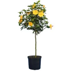 Yellow Tropical Hibiscus Tree -Lanscapes Store Tropical Hibiscus Yellow 4