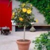Yellow Tropical Hibiscus Tree 1 Yellow Tropical Hibiscus Tree -Lanscapes Store Tropical Hibiscus Yellow FGT 600x600 fc3eae3c 4fde 45b0 8545 fdf2d03ffcb8