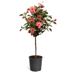 Pink Tropical Hibiscus Tree -Lanscapes Store Tropical Pink Hibiscus 2