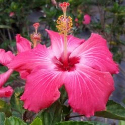 Pink Tropical Hibiscus Tree -Lanscapes Store Tropical Pink Hibiscus 3 FGT