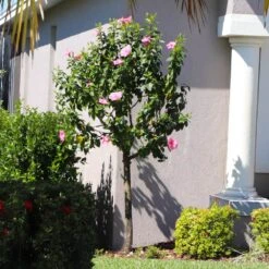 Pink Tropical Hibiscus Tree -Lanscapes Store Tropical Pink Hibiscus 6