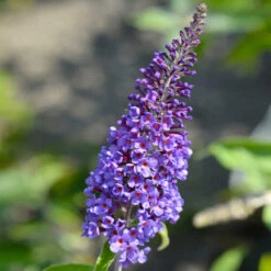 True Blue Butterfly Bush (Tree Form) 11 True Blue Butterfly Bush (Tree Form) -Lanscapes Store True Blue Butterfly 3 BB