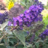 True Blue Butterfly Bush (Tree Form) 1 True Blue Butterfly Bush (Tree Form) -Lanscapes Store True Blue Butterfly FGT 600x600 c8fd70f2 c927 472f 8921 225e9450e39d