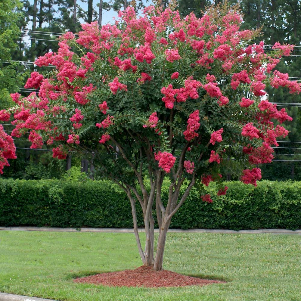 Tuscarora Crape Myrtle 5 Tuscarora Crape Myrtle - Image 3