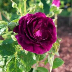 Twilight Rose Shrub -Lanscapes Store Twilight Rose Shrub 1