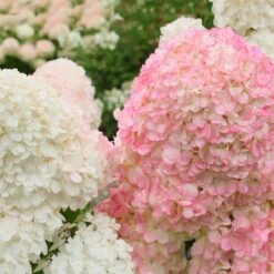 Vanilla Strawberry™ Hydrangea Shrub -Lanscapes Store Vanilla Strawberry Hydrangea 2 FGT