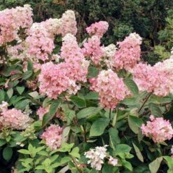 Vanilla Strawberry™ Hydrangea Shrub -Lanscapes Store Vanilla Strawberry Hydrangea 3 FGT