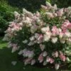 Vanilla Strawberry™ Hydrangea Shrub -Lanscapes Store Vanilla Strawberry Hydrangea FGT 600x600 4867194f d96b 47ef 8e0e 42a2f236ee41