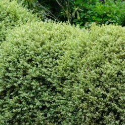 Variegated Boxwood Shrub -Lanscapes Store Variegated Boxwood 1