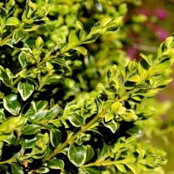 Variegated Boxwood Shrub -Lanscapes Store Variegated Boxwood 4 FGT