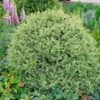 Variegated Boxwood Shrub -Lanscapes Store Variegated Boxwood FGT 600x600 15885245 1f25 4136 b802 41814201f8b5