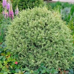 Variegated Boxwood Shrub