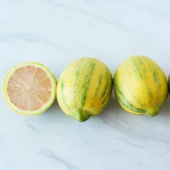 Pink Variegated Eureka Lemon Bush -Lanscapes Store Variegated Pink Eureka 2 BB