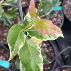 Pink Variegated Eureka Lemon Bush -Lanscapes Store Variegated Pink Eureka 7 dbfb1cfe f5d9 45c1 aac9 7809e00cecc3