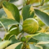 Pink Variegated Eureka Lemon Tree -Lanscapes Store Variegated Pink Eureka FGT 600x600 28047feb ac18 41c2 bc96 59d832f1d942
