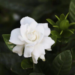 Gardenia 'Veitchii' Shrub -Lanscapes Store Veitchii Gardenia 2 FGT