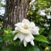 Gardenia 'Veitchii' Shrub 1 Gardenia 'Veitchii' Shrub -Lanscapes Store Veitchii Gardenia FGT 600x600 682342a2 f824 4657 b803 57a8bc017673