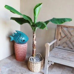 Boho House Plant Kit -Lanscapes Store Veranda Banana 3 9a882426 fee0 400e bf5e cc653dcfb427