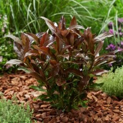 Coppertop® Sweet Viburnum Shrub 9 Coppertop® Sweet Viburnum Shrub -Lanscapes Store Viburnum Coppertop 2