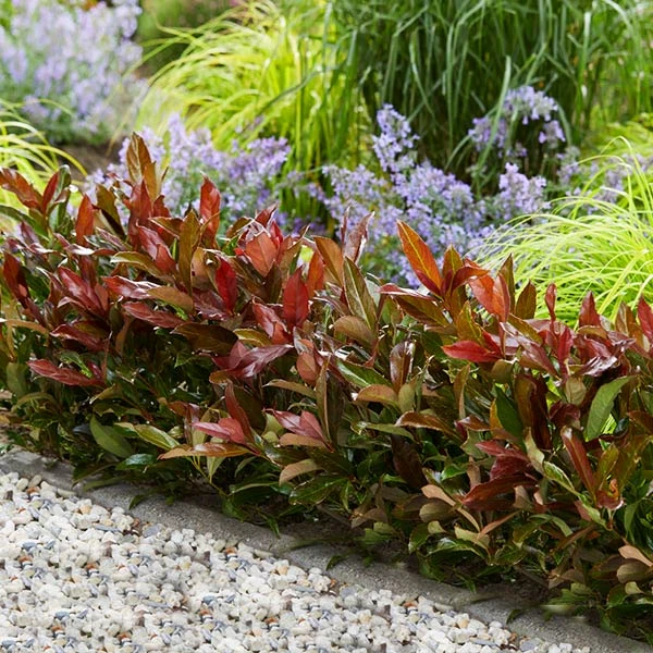 Coppertop® Sweet Viburnum Shrub 3 Coppertop® Sweet Viburnum Shrub