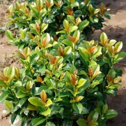 Volcano Cherry Laurel 9 Volcano Cherry Laurel -Lanscapes Store Volcano Laurel 4