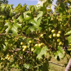 Wine Lover's Kit 10 Wine Lover's Kit -Lanscapes Store WIne Lovers Kit 2