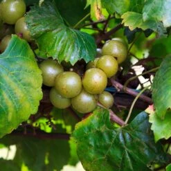 Wine Lover's Kit 11 Wine Lover's Kit -Lanscapes Store WIne Lovers Kit 3