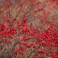 Winter Red Winterberry Holly Shrub -Lanscapes Store WInter Red winterberry 1