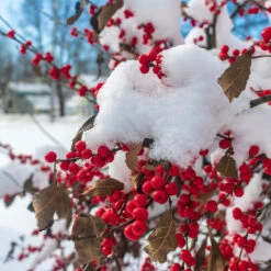 Winter Red Winterberry Holly Shrub -Lanscapes Store WInter Red winterberry 3