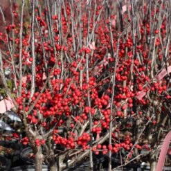 Winter Red Winterberry Holly Shrub -Lanscapes Store WInter Red winterberry 3G
