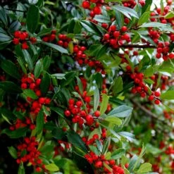 Winter Red Winterberry Holly Shrub -Lanscapes Store WInter Red winterberry 6