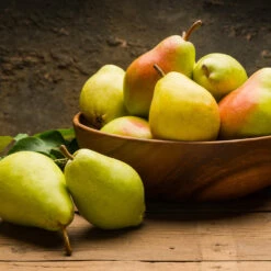 Warren Pear Tree -Lanscapes Store Warren Pear Tree 1