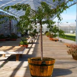 Weeping Extraordinaire™ Cherry Tree 11 Weeping Extraordinaire™ Cherry Tree -Lanscapes Store Weeping Extraordinaire Cherry 1