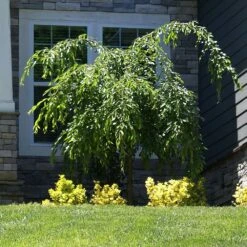 Weeping Extraordinaire™ Cherry Tree 10 Weeping Extraordinaire™ Cherry Tree -Lanscapes Store Weeping Extraordinaire Cherry 4