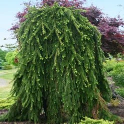 Weeping Norway Spruce Tree -Lanscapes Store Weeping Norway SPruce 2
