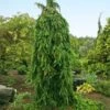 Weeping Norway Spruce Tree 1 Weeping Norway Spruce Tree -Lanscapes Store Weeping Norway SPruce FGT 600x600 d111cbd0 5666 4827 8dfd af7284e7506e
