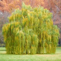 Weeping Willow 11 Weeping Willow -Lanscapes Store Weeping Willow 11 FGT