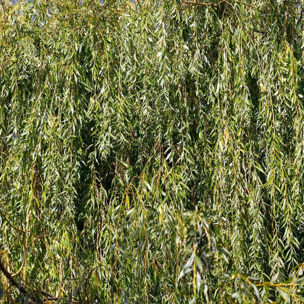 Weeping Willow 7 Weeping Willow - Image 5
