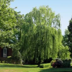 Weeping Willow 10 Weeping Willow -Lanscapes Store Weeping Willow 2 FGT