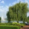 Weeping Willow -Lanscapes Store Weeping Willow FGT 600x600 b02e8bcf 24b9 48b6 9038 817ddd25cb18