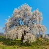Weeping Yoshino Cherry Tree -Lanscapes Store Weeping Yoshino Cherry 600x600 a651f7d0 537b 4dfb 8619 ebabb2d54c44