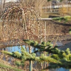 Weeping Pussy Willow 11 Weeping Pussy Willow -Lanscapes Store Weeping pussy willow 1
