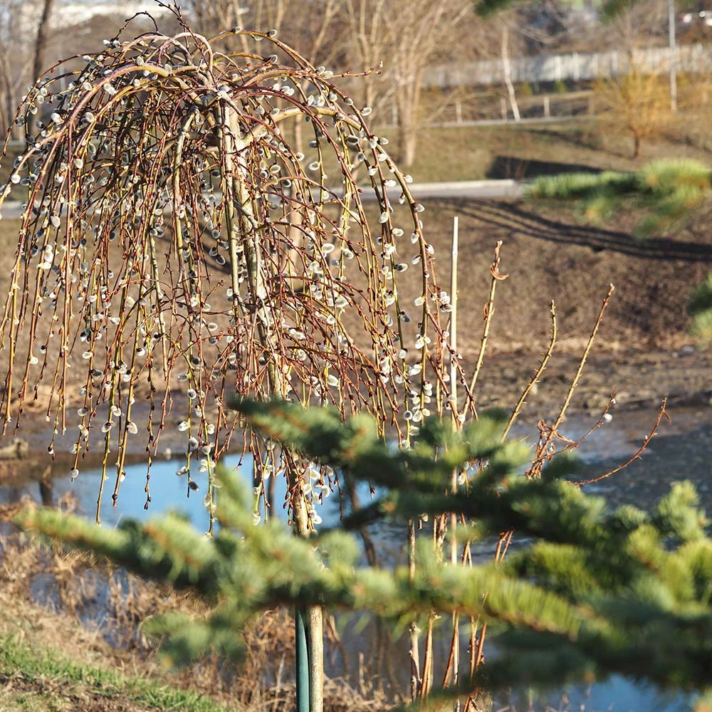 Weeping Pussy Willow 7 Weeping Pussy Willow - Image 5