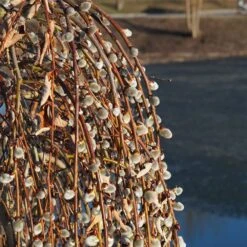 Weeping Pussy Willow 9 Weeping Pussy Willow -Lanscapes Store Weeping pussy willow 2 FGT