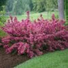 Sonic Bloom® Weigela Shrub -Lanscapes Store Weigela Sonic Bloom Pink FGT 600x600 b76c560e 7c40 440b 8368 37b9949f794e