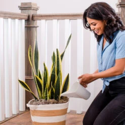 Air-Purifying House Plant Kit -Lanscapes Store Whie Watering Can 2 af5196b4 a77c 4b15 b895 8aae9ad1b861