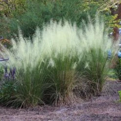 White Cloud Muhly Grass -Lanscapes Store White Cloud Muhly Grass 4 FGT
