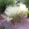 White Cloud Muhly Grass 2 White Cloud Muhly Grass -Lanscapes Store White Cloud Muhly Grass FGT 600x600 d8a1f48b 237f 4352 8030 fb79a8192b80