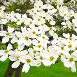 White Dogwood -Lanscapes Store White Dogwood 19 FGT